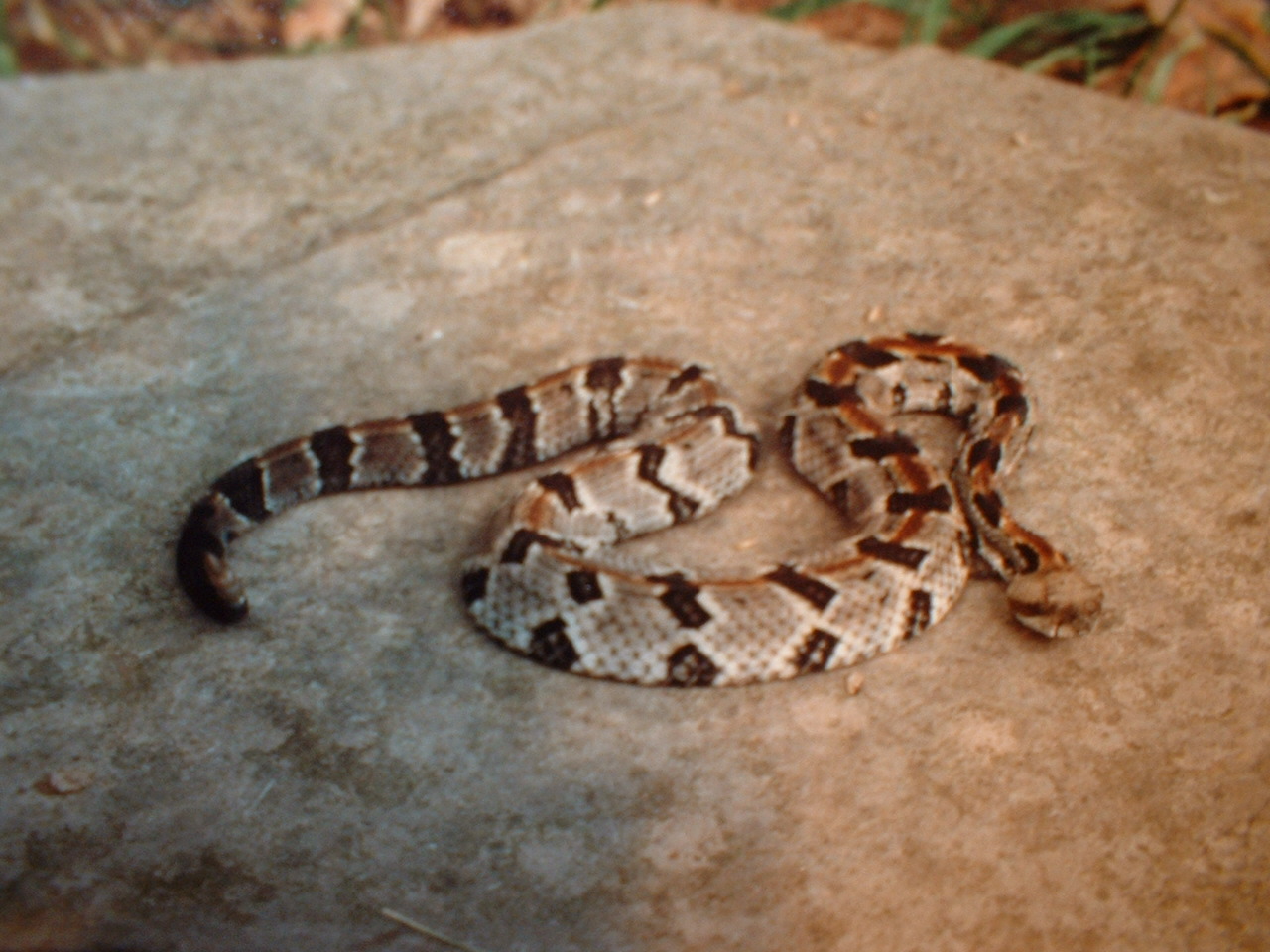 Timber Rattlesnake.JPG [334 Kb]